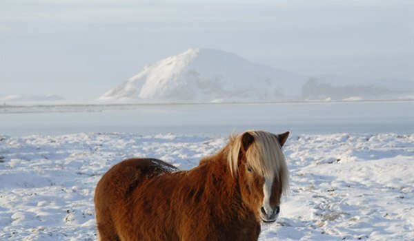 ji_Islandpferd_im_Winter_list_1709051593.jpg
