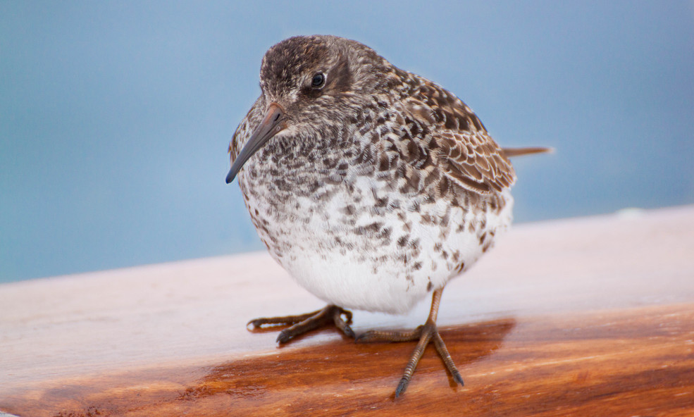 Fugl-2_slider_1749826082.jpg