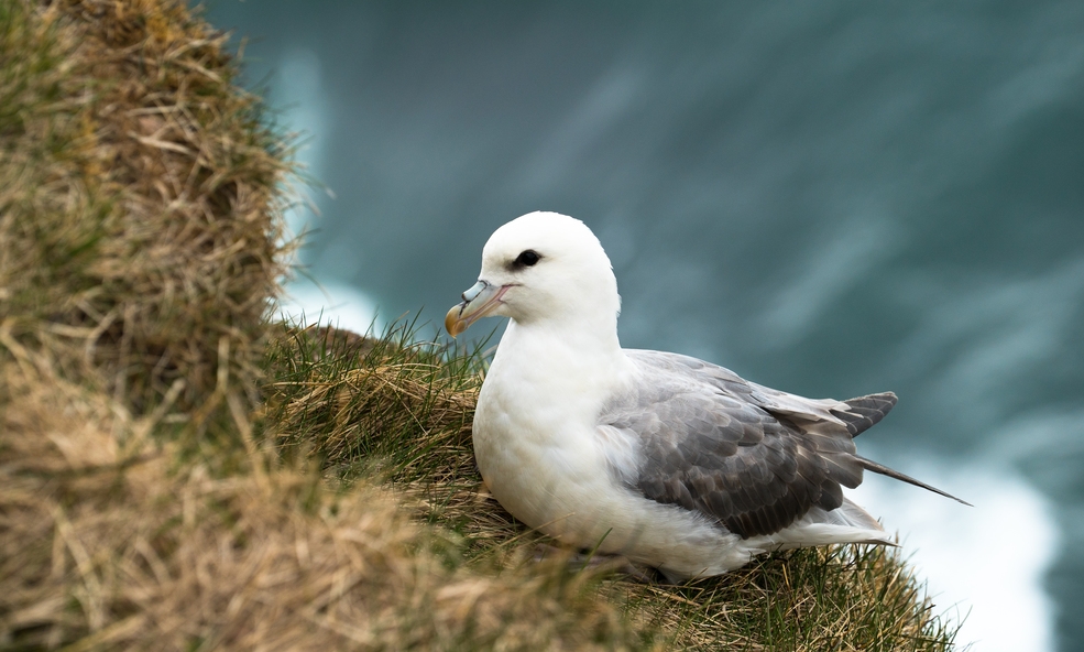 Fulmar_02_slider_1732519493.jpg
