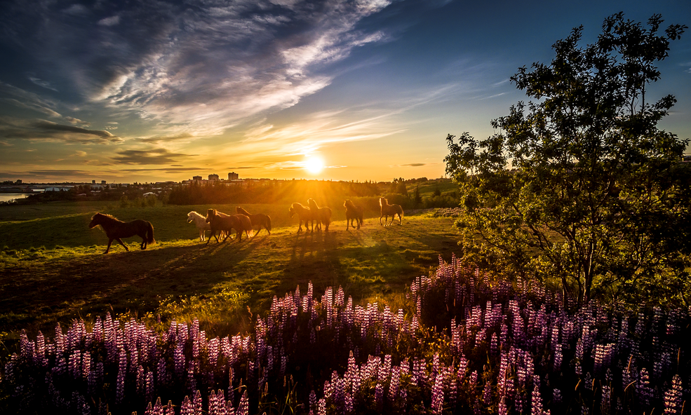 Horses_in_the_sunRagnar-Th-Sigurdsson_slider_1732527881.png