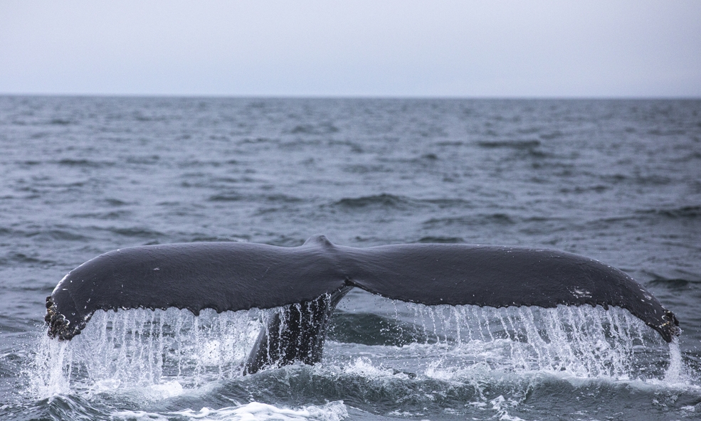 Husavik_Whalewatching19_slider_1733739064.jpg