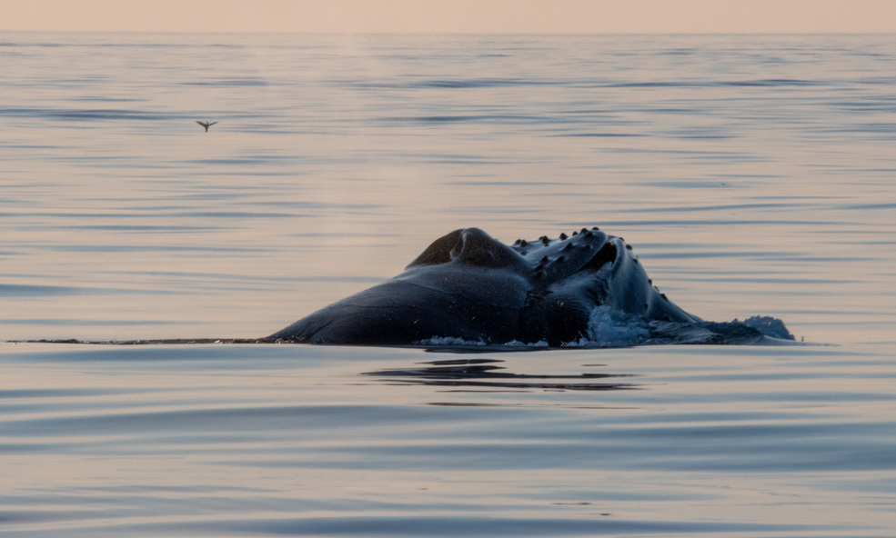 Husavik_Whalewatching_slider_1733302151.jpg