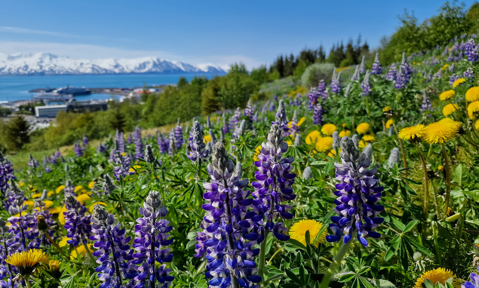 Husavik_slider_1734341479.jpg