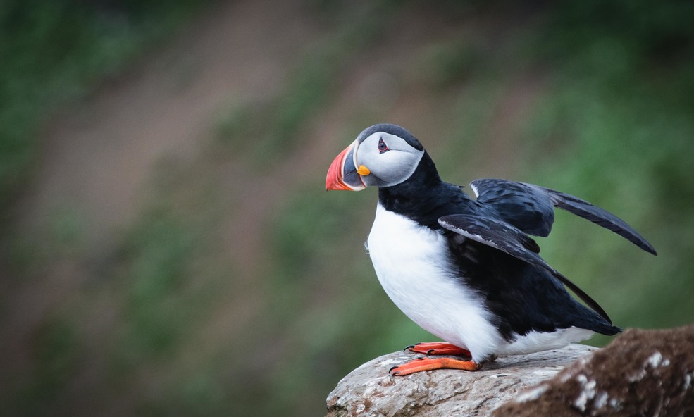 Puffin3_slider_1733394188.jpg