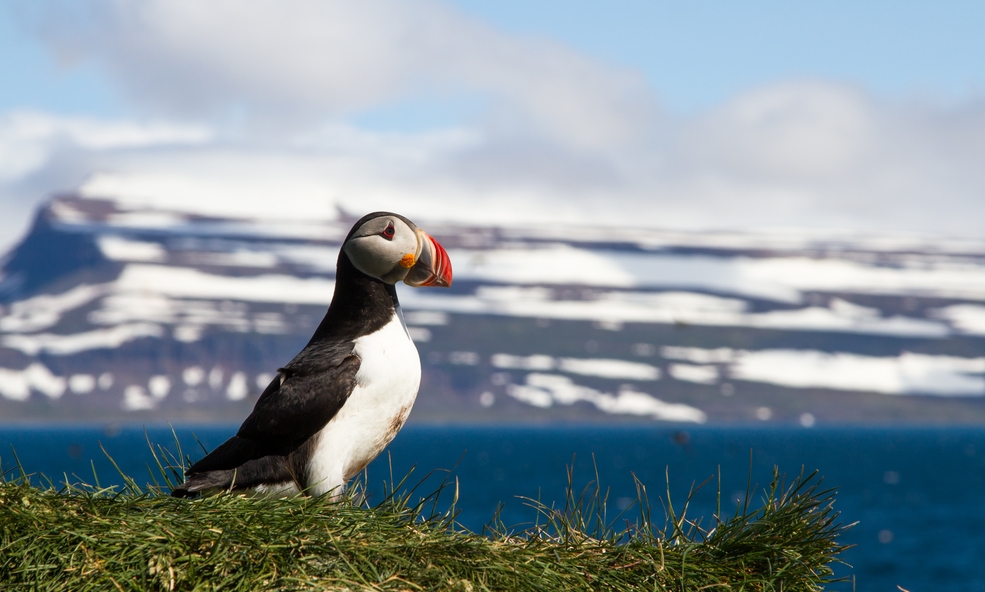 Puffin_-_safjarardjp_03_slider_1733917387.jpg