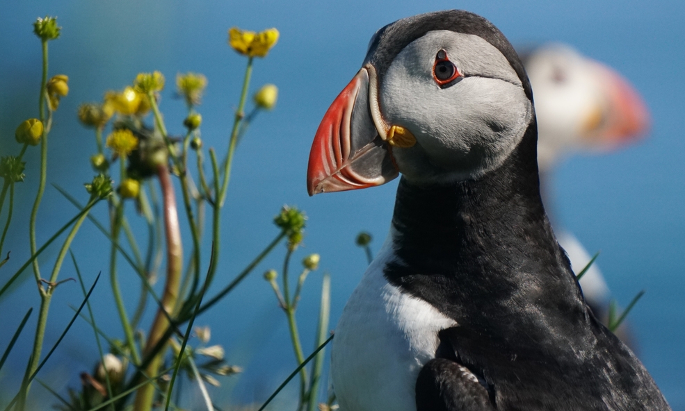 Puffin_PSX_20200731_055453_slider_1734344626.jpg