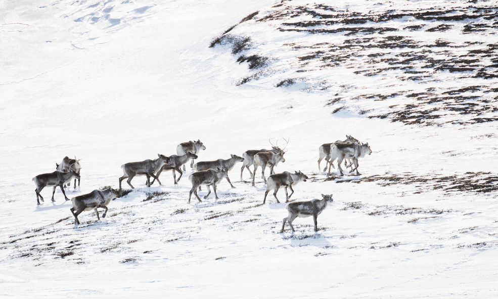 Reindeer_-__I6A8064_slider_1747665964.png
