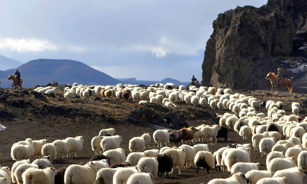 Schafe_Schafabtrieb_visit_iceland-3fe054a790abb45c_slider_1736842502.jpg