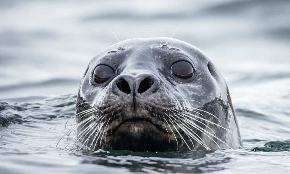 Seal_slider_1737709515.jpg