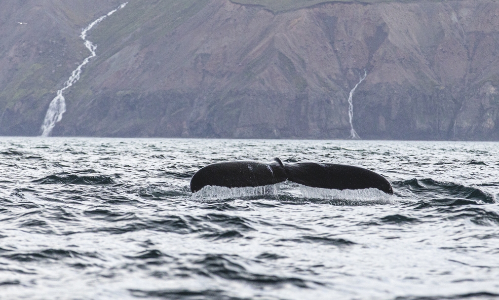 Whales_13_slider_1733836364.jpg