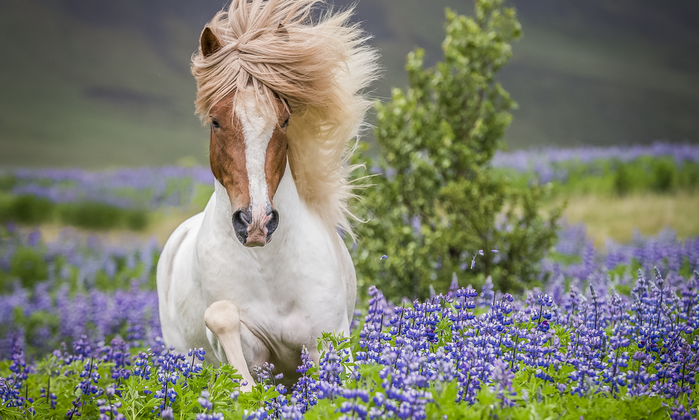 horse_and_lupine_Ragnar-Th-Sigurdsson_slider_1733123237.png