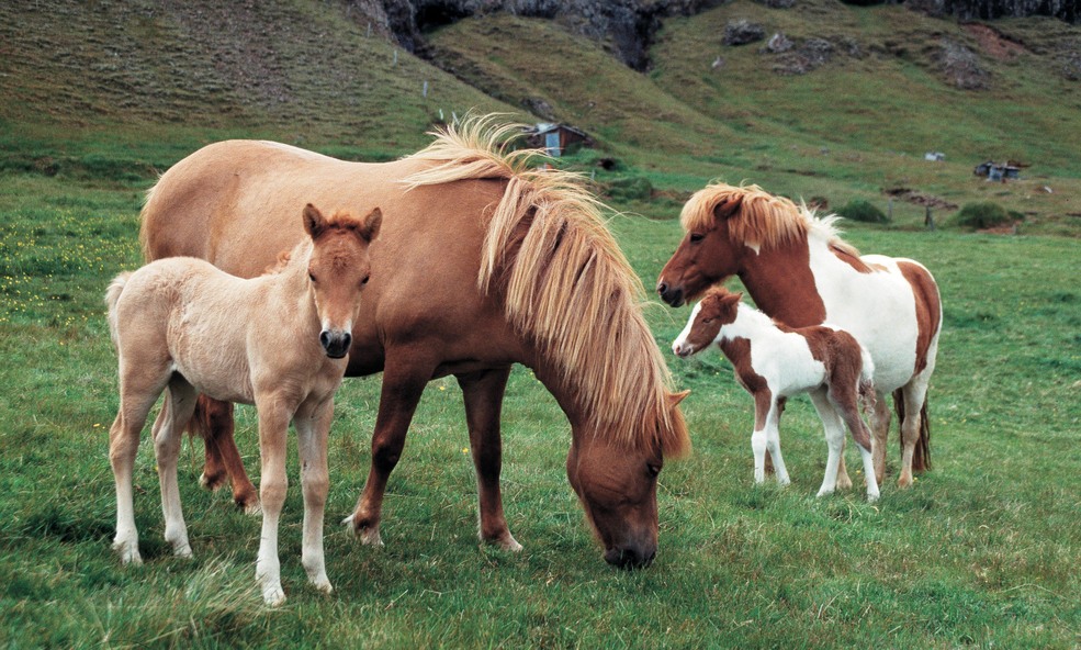 visit_iceland-5b77ddab83558_slider_1733986200.jpg