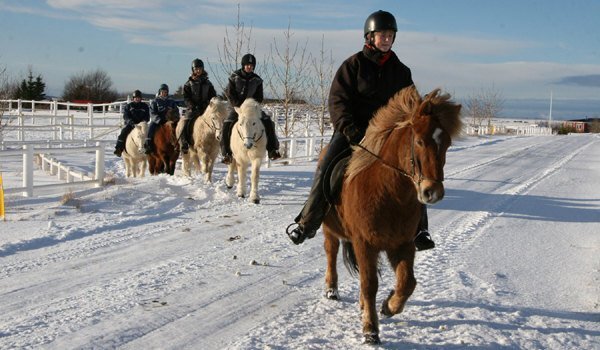 Tages-Reittouren mit Íshestar im Winter